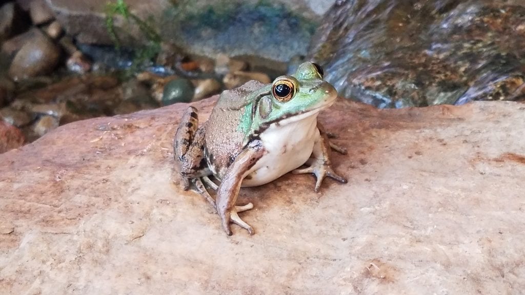 Metro Detroit Nature Center Frog