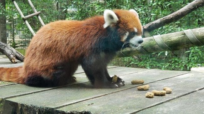 red panda at the zoo.