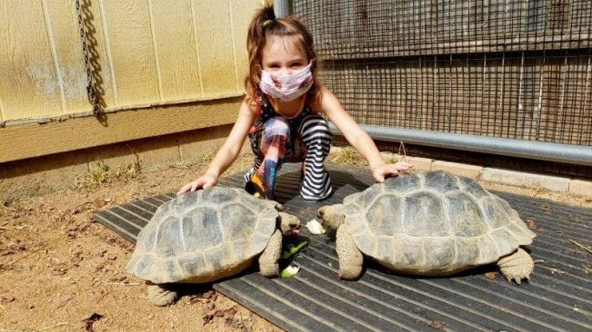 Galapagos Tortoise Feed and Encounter