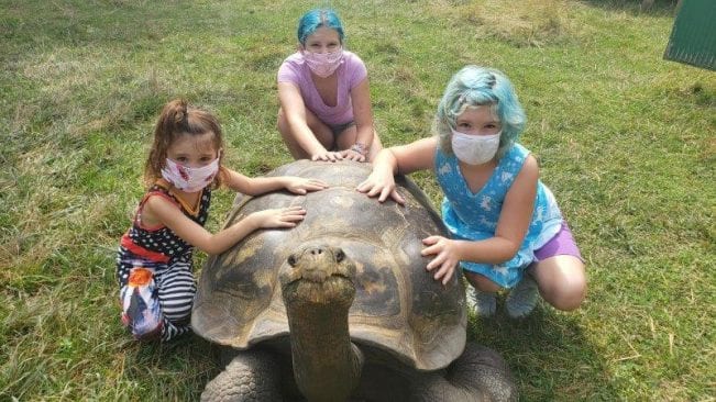 Emersen the Galapagos Tortoise at The Toledo Zoo.
