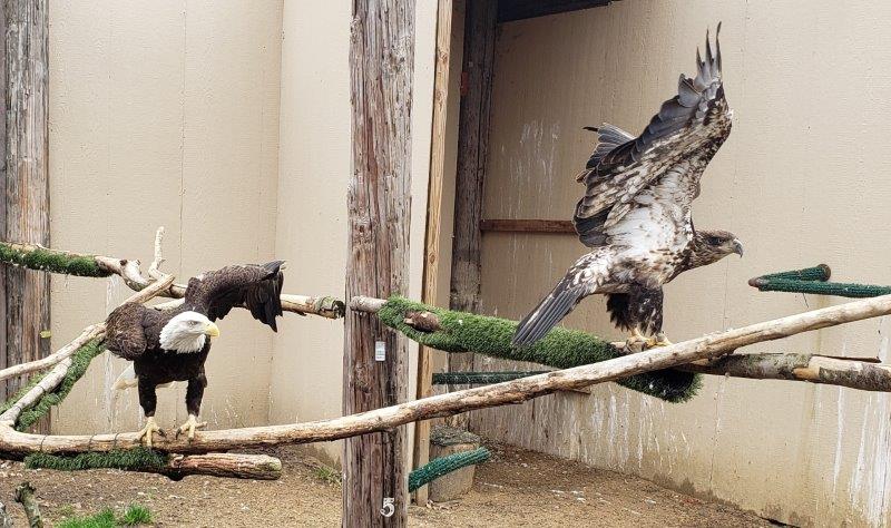 Indian Creek Zoo Lambertville 16 1
