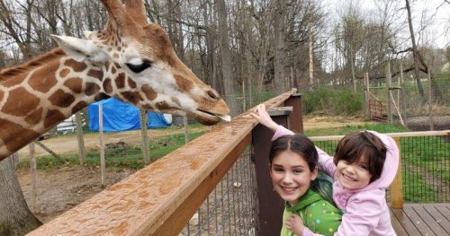 meeting the giraffe at Indian Creek Zoo in Lambertville