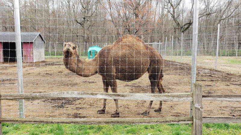 Indian Creek Zoo Lambertville 21