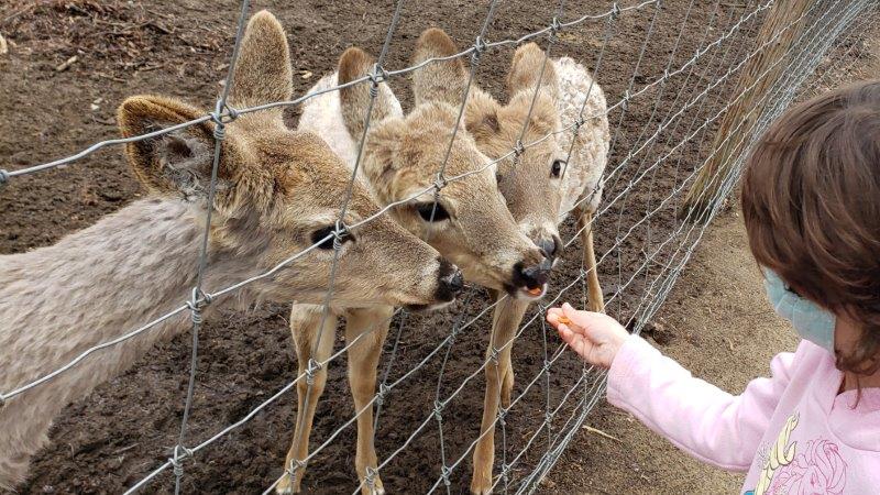 Indian Creek Zoo Lambertville 4 1
