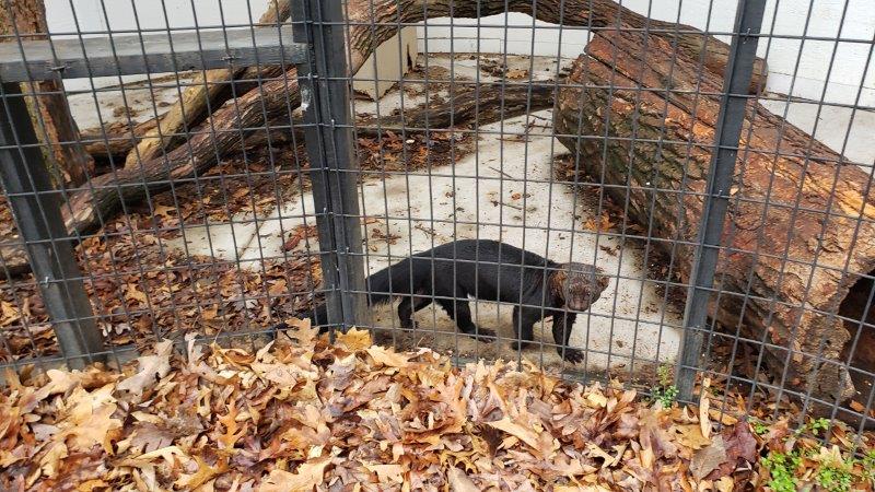 Indian Creek Zoo Lambertville 8