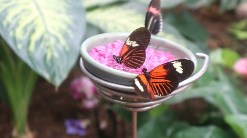Butterflies are Blooming