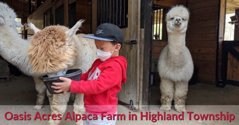 Oasis Acres Alpaca Farm in Highland Township