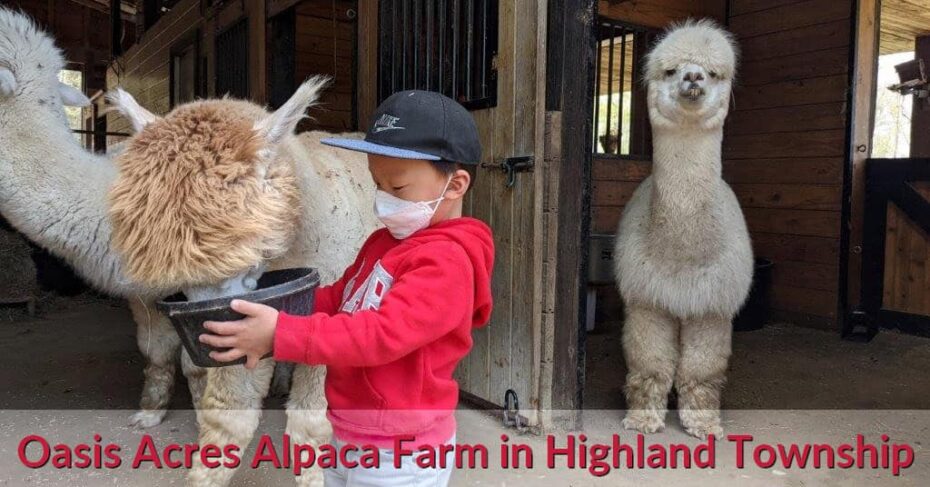 Oasis Acres Alpaca Farm in Highland Township 12 Oasis Acres Alpaca Farm in Highland Township