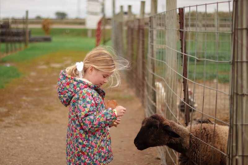 Petting farm at Westview Orchards