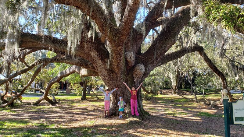 300 year old Oak Tree 