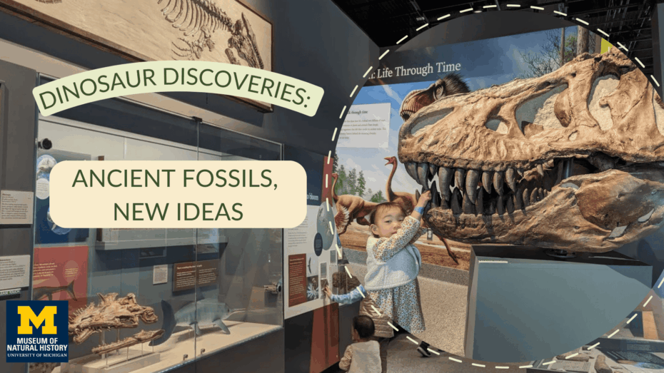 Dinosaur Discoveries: Ancient Fossils, New Ideas at the University of Michigan Museum of Natural History 2 ann arbor museum dinsaurs
