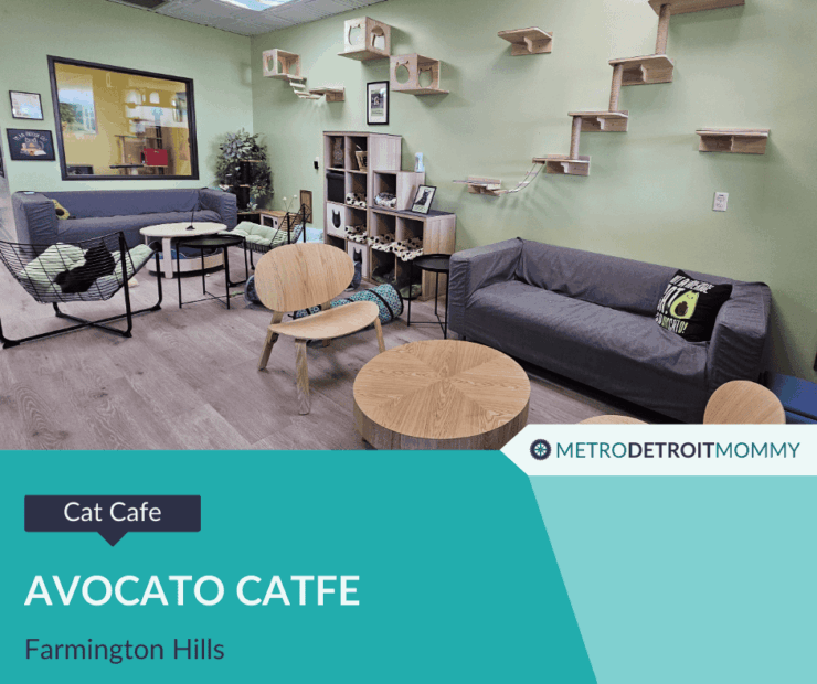 Discover Avocato Catfe & Adoption Center: A Cozy Retreat for Cat Lovers in Farmington Hills 21 Avocato Catfe Cat Cafe in Farmington Hills