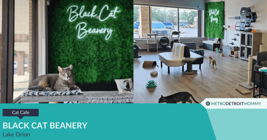 Discover Black Cat Beanery: A Purr-fectly Unique Café Experience in Lake Orion 19 Black Cat Beanery