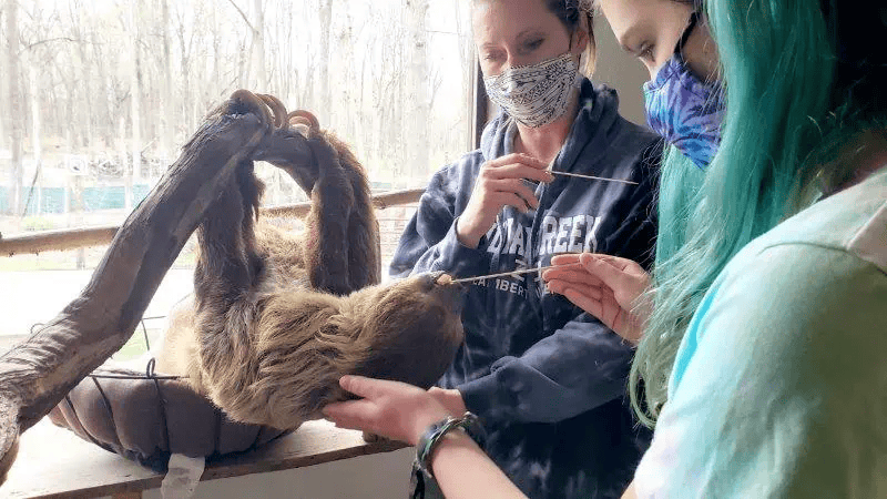 indian creek zoo - feeding a sloth best petting zoo near me