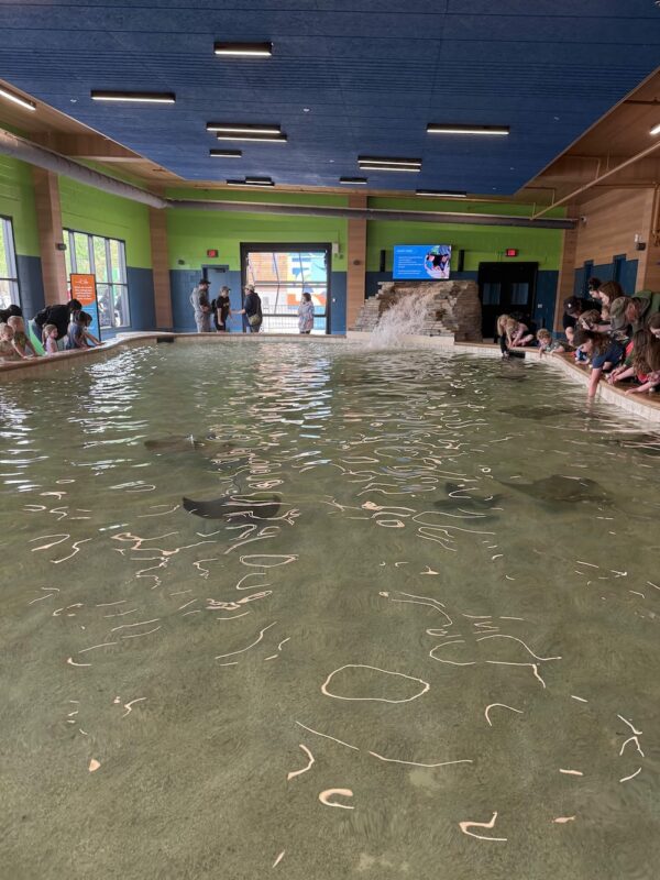 Detroit Zoo Opens New Fred and Barbara Erb Discovery Trails 8 stingray