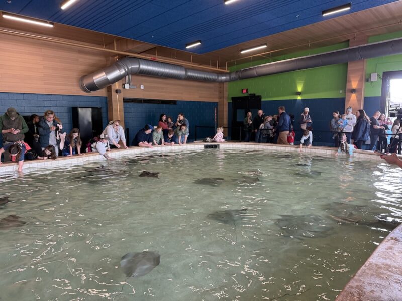 Detroit Zoo Opens New Fred and Barbara Erb Discovery Trails 9 stingray2